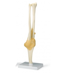 Fig 26 Avanzados Biologia